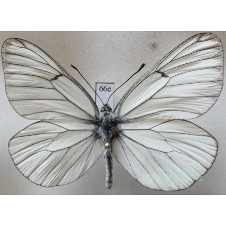 Aporia crataegi (Linnaeus, 1758) male Poland66e